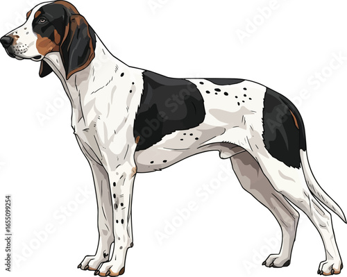Ariegeois dog standing side profile view vector illustration 