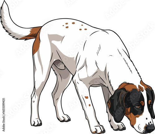 Ariegeois dog sniffing scent on ground tracking vector illustration
