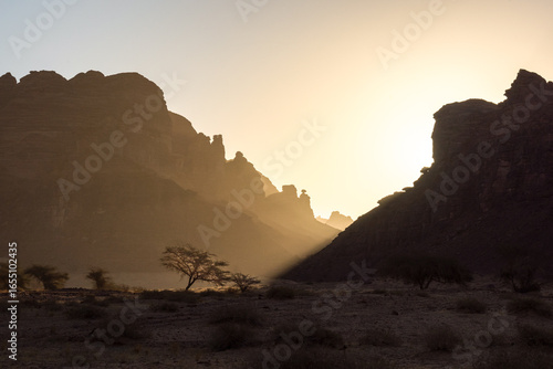 AlUla - Nature - Trees (Saudi Arabia)