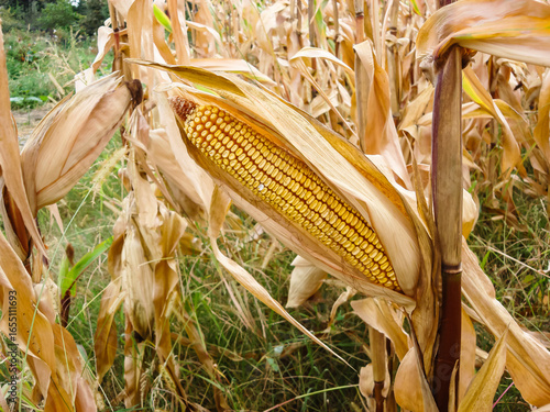 Corn field. Cereals for flour production
