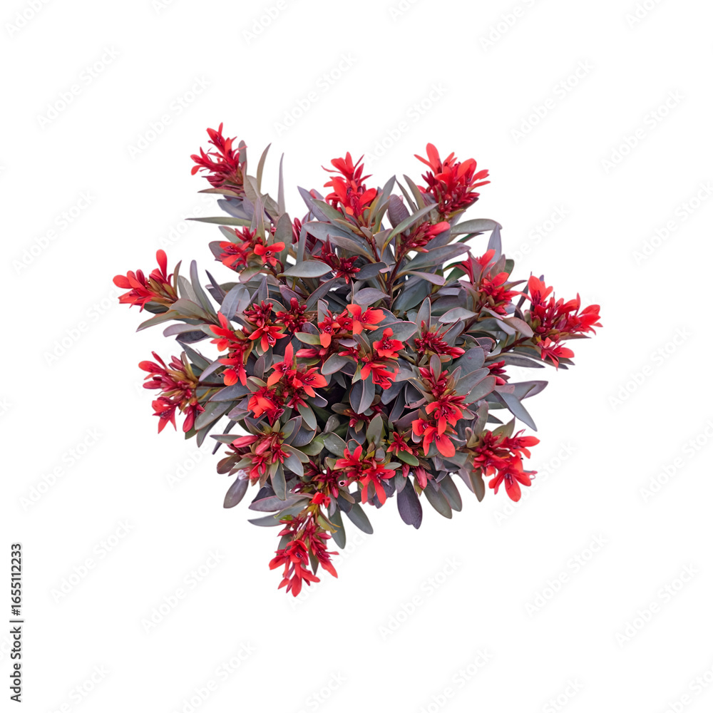 Naklejka premium Isolated festive red flower and spice decorations on a Christmas tree on a white background