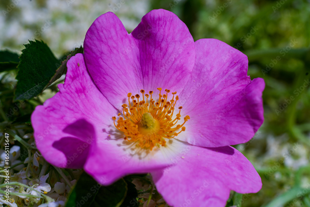 Fototapeta premium Spring and summer nature scene with blooming Dog Rose