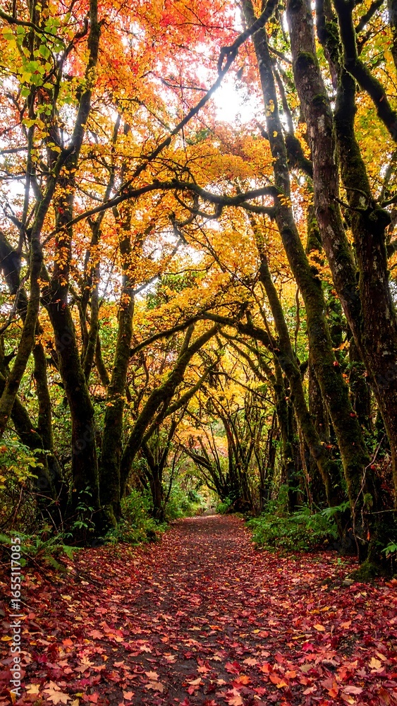 Naklejka premium Autumnal forest path (1)
