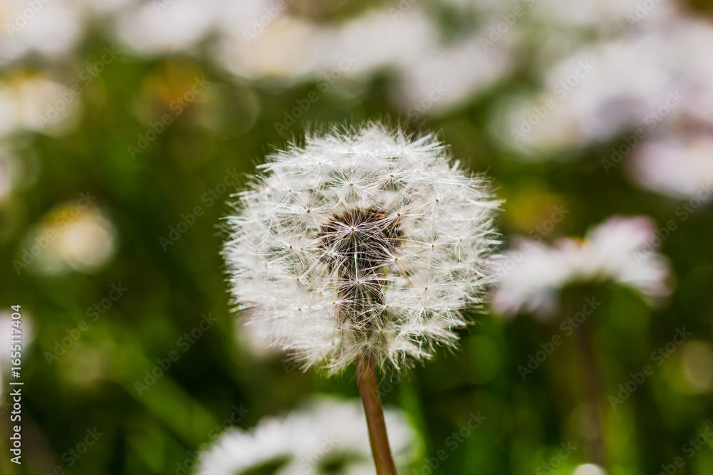 Fototapeta premium Nature scene with blooming taraxacum, commonly known as dandelion