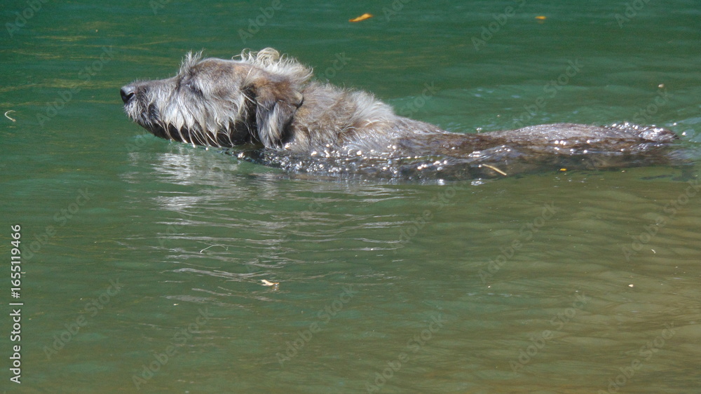 Fototapeta premium Un petit chien poilu nage