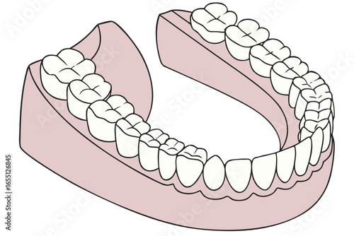  horseshoe shaped dental arch illustration showing complete teeth arrangement in pink gums isolated on white background.