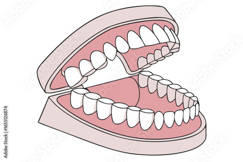 anatomical illustration of open human dentures with white teeth and pink gums isolated on white background.