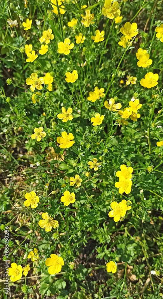 Obraz premium Yellow flowers of buttercup blossoming in green grass. Herbal medicine