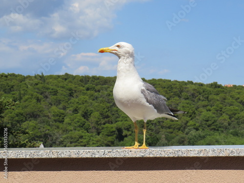 seagull on the beach