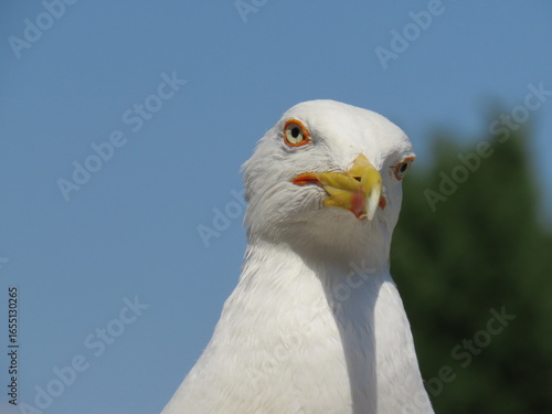 seagull on blue sky