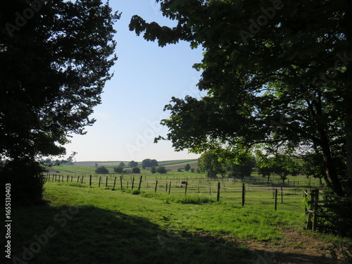 trees in the park