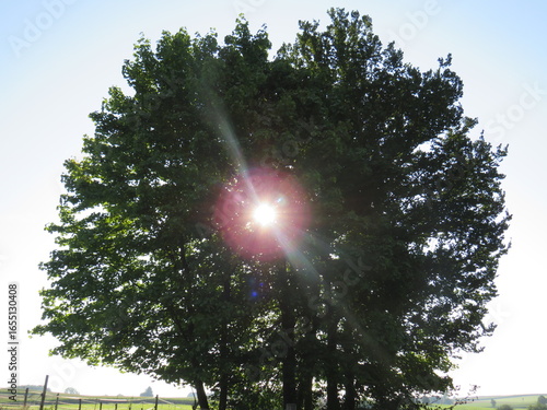 sun and tree