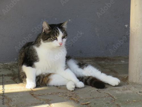 cat on the wall