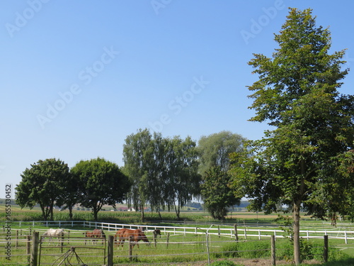 trees in the park