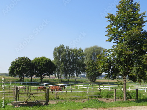 rural landscape with trees