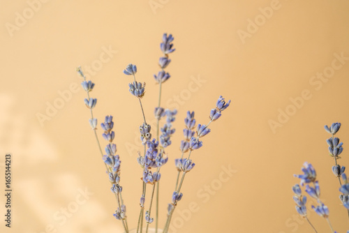 Close up lavender purple flowers captured on soft beige background