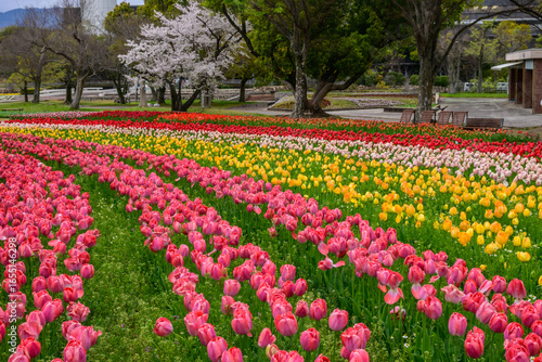 Vibrant tulips in rows of red, pink, yellow, and white bloom at Expo '70 Commemorative Park in Osaka, Japan. A cherry blossom tree adds to the springtime beauty, a legacy of the 1970 World Expo.