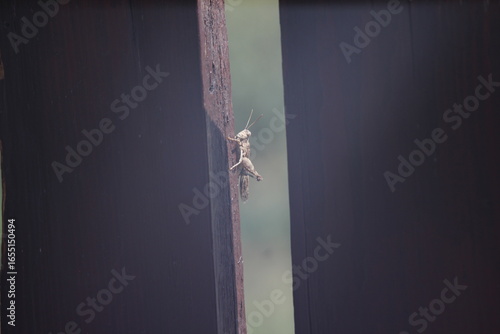 Grasshopper on wooden fence boards with blurred background. Close-up nature stock photo with shallow depth of field. Shot with a vintage Jupiter 135mm f/3.5 lens.