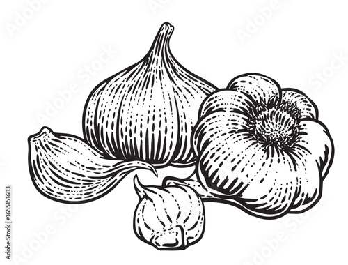 Hand-Drawn Vintage Garlic Illustration – Whole Bulbs and Cloves in Black and White Ink Style