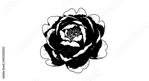 Highcontrast black and white graphic illustration of a blooming peony flower with detailed layered petals.