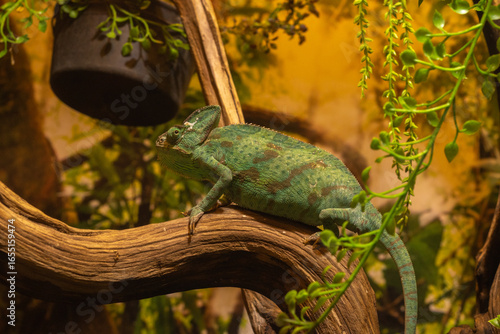 camaleon