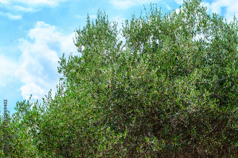 Fototapeta premium Spreading olive tree with dense crown against clear blue sky in summer landscape
