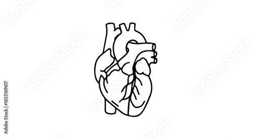 Minimalist black line art illustration of an anatomical human heart with arteries and veins.