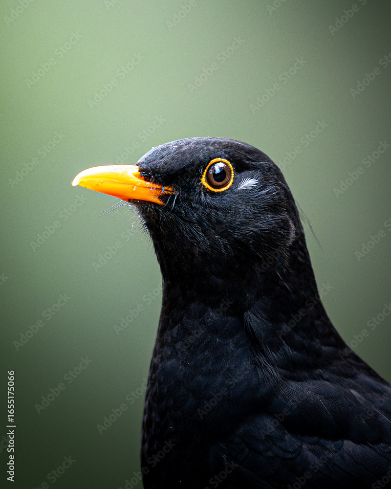 Fototapeta premium Amsel