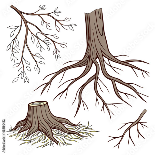 Various brown tree or shrub roots. Parts of plant, root system with tree stump. Dendrology, study of woody plants. Sketch drawing. Vector illustration