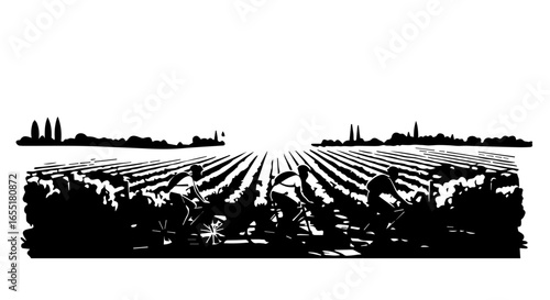 Stylized black and white illustration of three cyclists riding through a vineyard landscape.