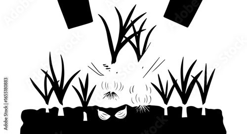 Stylized black and white illustration of harvesting fresh garlic bulbs from the soil.