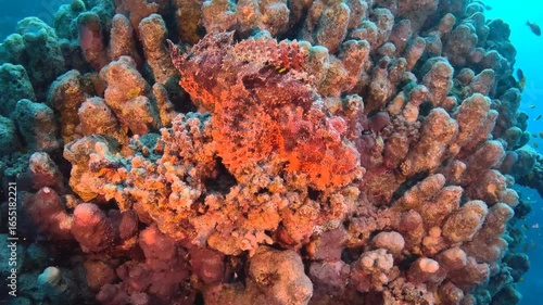 Red scorpionfish on t he coral reef, deep ocean. Dangerous poisonous predator, marine life, underwater video. Scuba diving with the ocean wildlife, travel scuba video. Venomous fish.