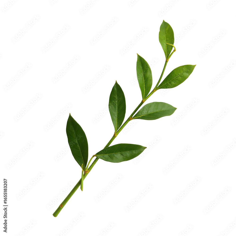 Obraz premium Fresh Green Leafy Branch Isolated on White Background for Natural Decor and Design