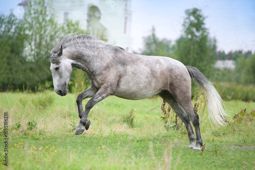 Grey andalusian horse runs free in summer meadow