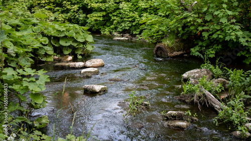 Green summer park, calm river