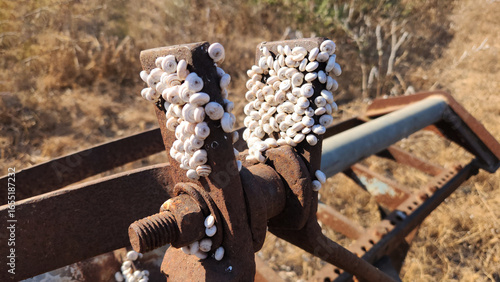 Fotografía Snails (Helix sp) in estivation (summer dormancy) on rusty metal to avoid heat and dryness, sealed to the surface to conserve moisture
