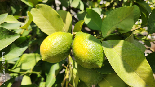 Due to extreme heat and sun exposure, the fruit of the lemon tree (Citrus limon) can suffer from sunburn, causing discolored and damaged patches on the skin