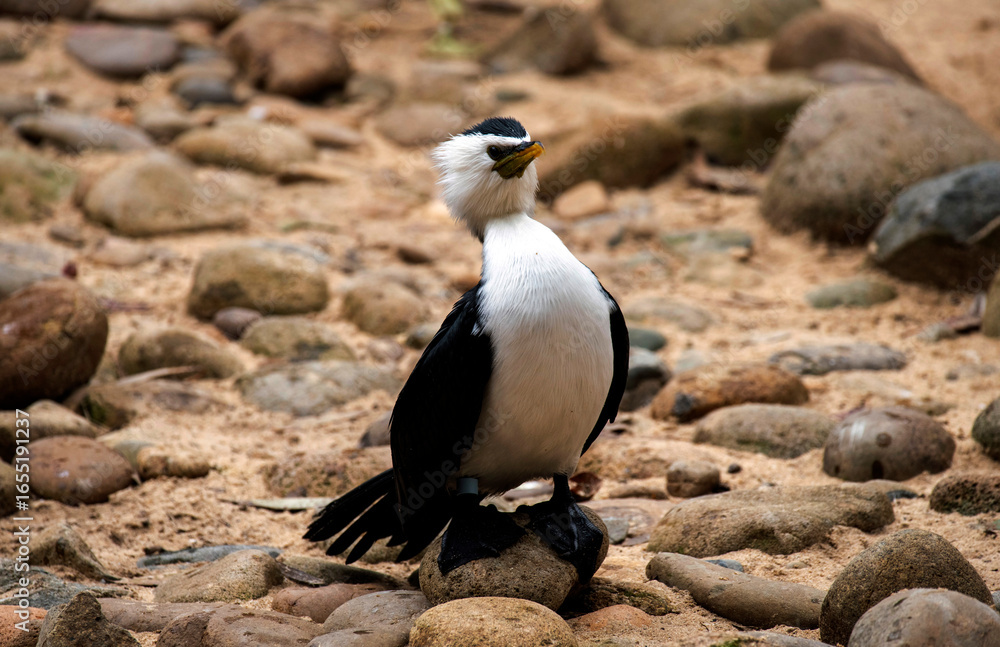 Obraz premium Little Pied Cormorant (Microcarbo melanoleucos)