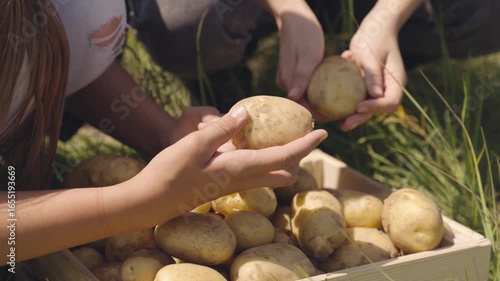 two farmers preparing plant potatoes. farming concept. grow fresh young potatoes farm field. Agriculture. concept healthy food from garden. large tubers organic bioecology vegetables. autumn harvest