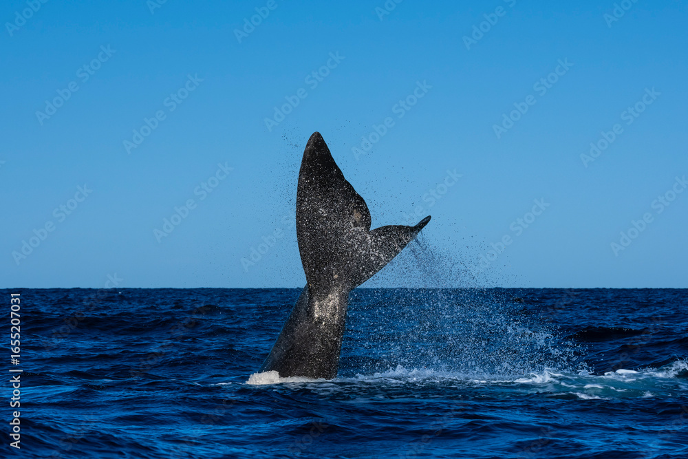 Fototapeta premium Sohutern right whale whale tail fluke, Peninsula Valdes, Patagonia,Argentina
