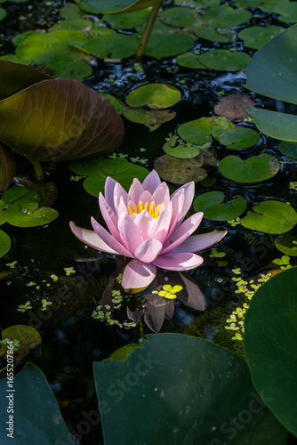 pink water lilies