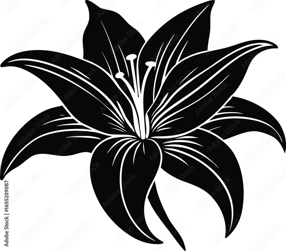 Obraz premium Lily Blossom Silhouette | Lily Flower Outline Design