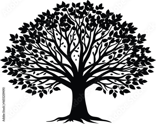 Sycamore Tree Silhouette | Sycamore Outline Illustration