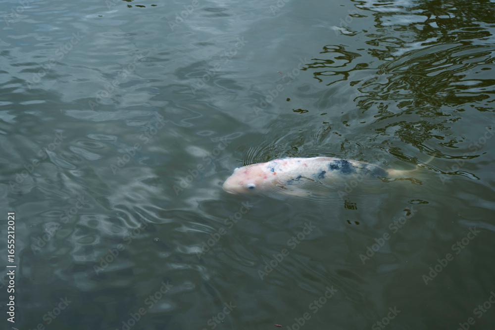 Fototapeta premium Pez koi blanco nadando en estanque de agua tranquila