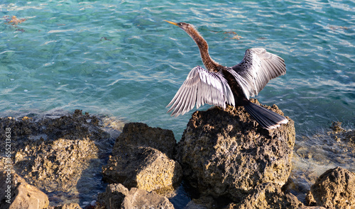 Obraz na plátne Anhinga sitting outdoor
