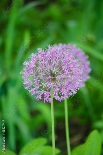 Decorative Allium Onion