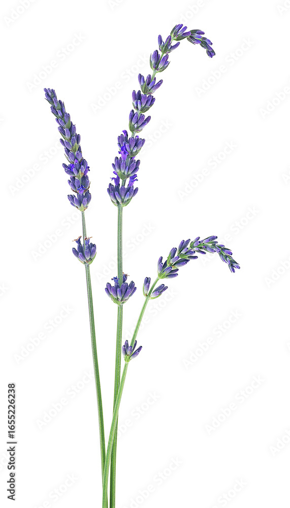 Naklejka premium Lavender flower sprigs isolated on a white background. Bunch of fresh lavender.