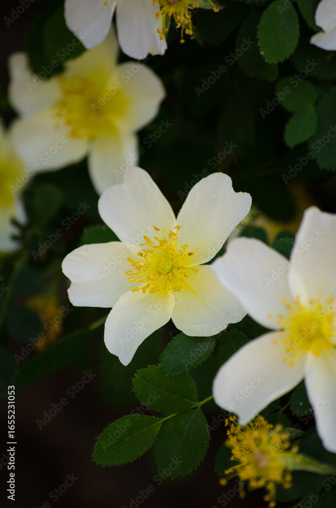 Fototapeta premium White rose hips