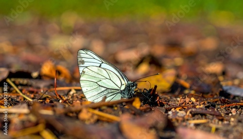 Close-up of a pale white butterfly on the forest floor.