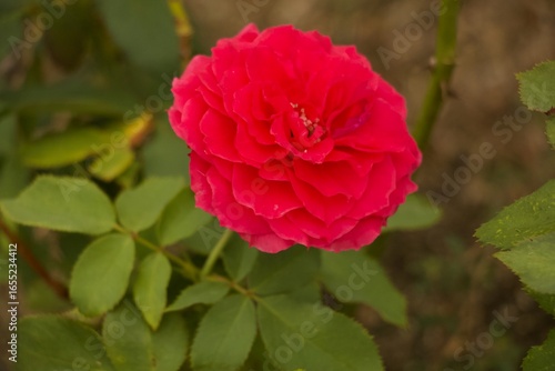 Close Up Floral Details Missouri Botanical Gardens